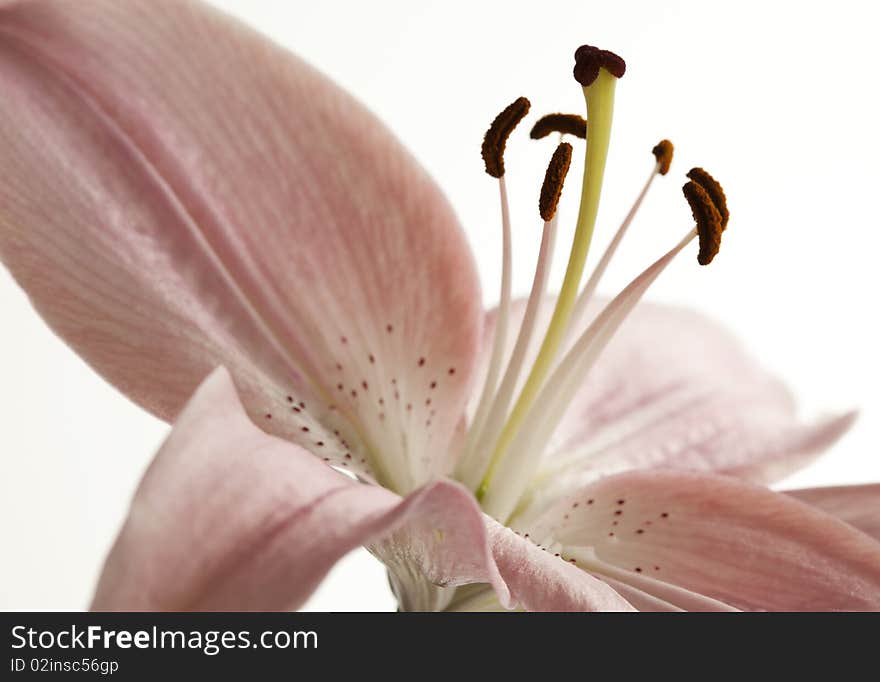 Close-up Of Soft Pink Lily On White Background