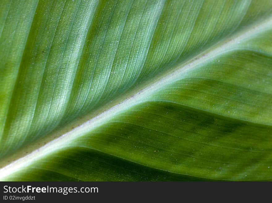 Agave  Leaf Texture ,close up