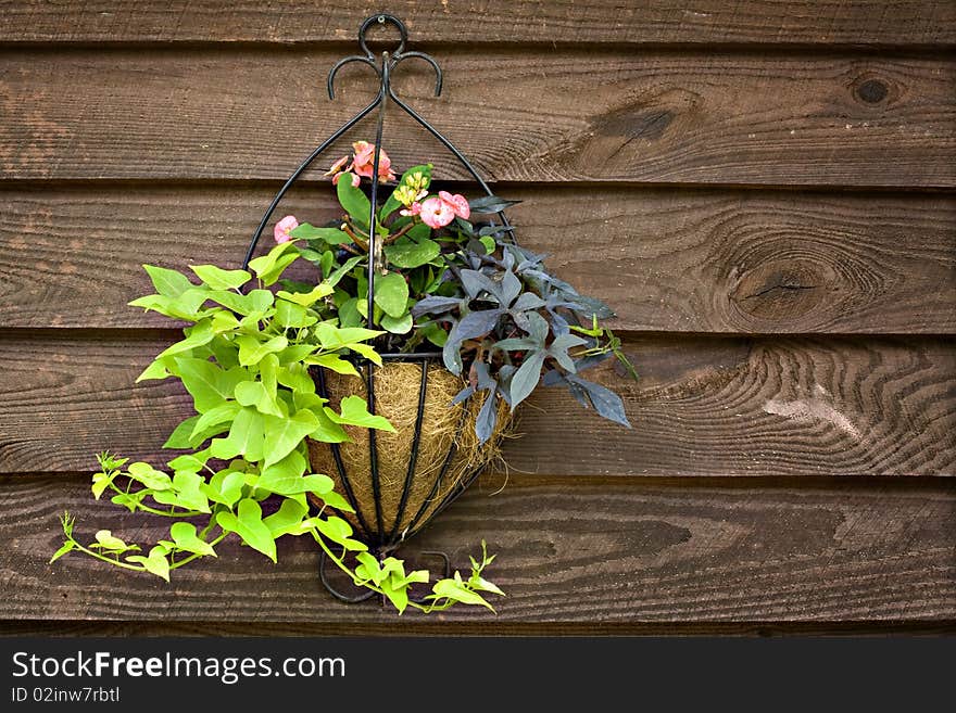 Hanging flower arrangement on rustic wood background. Hanging flower arrangement on rustic wood background