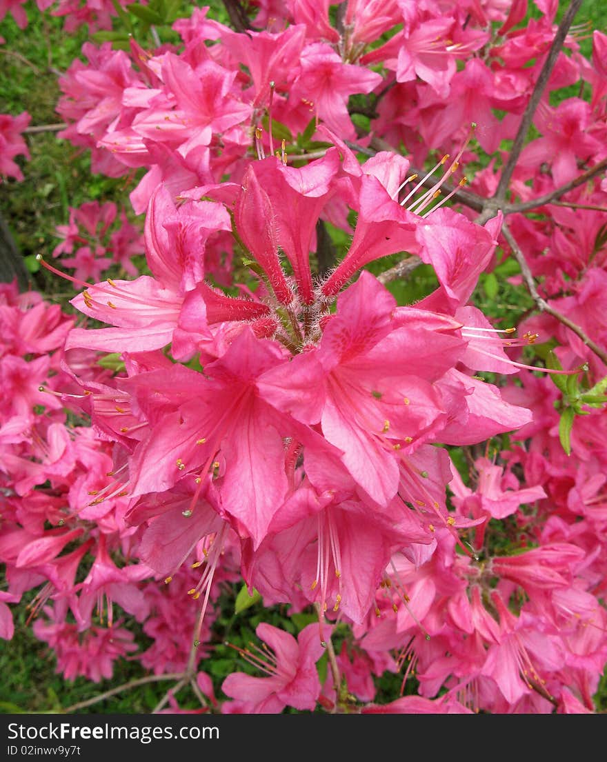 A close-up of pink blossoms, stamen and pistils of rhododendron. A close-up of pink blossoms, stamen and pistils of rhododendron