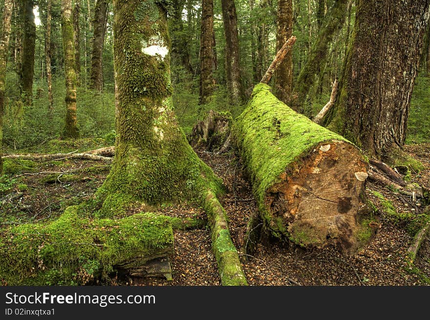 A Beautiful Green Forest near Te Anau, New Zealand. A Beautiful Green Forest near Te Anau, New Zealand