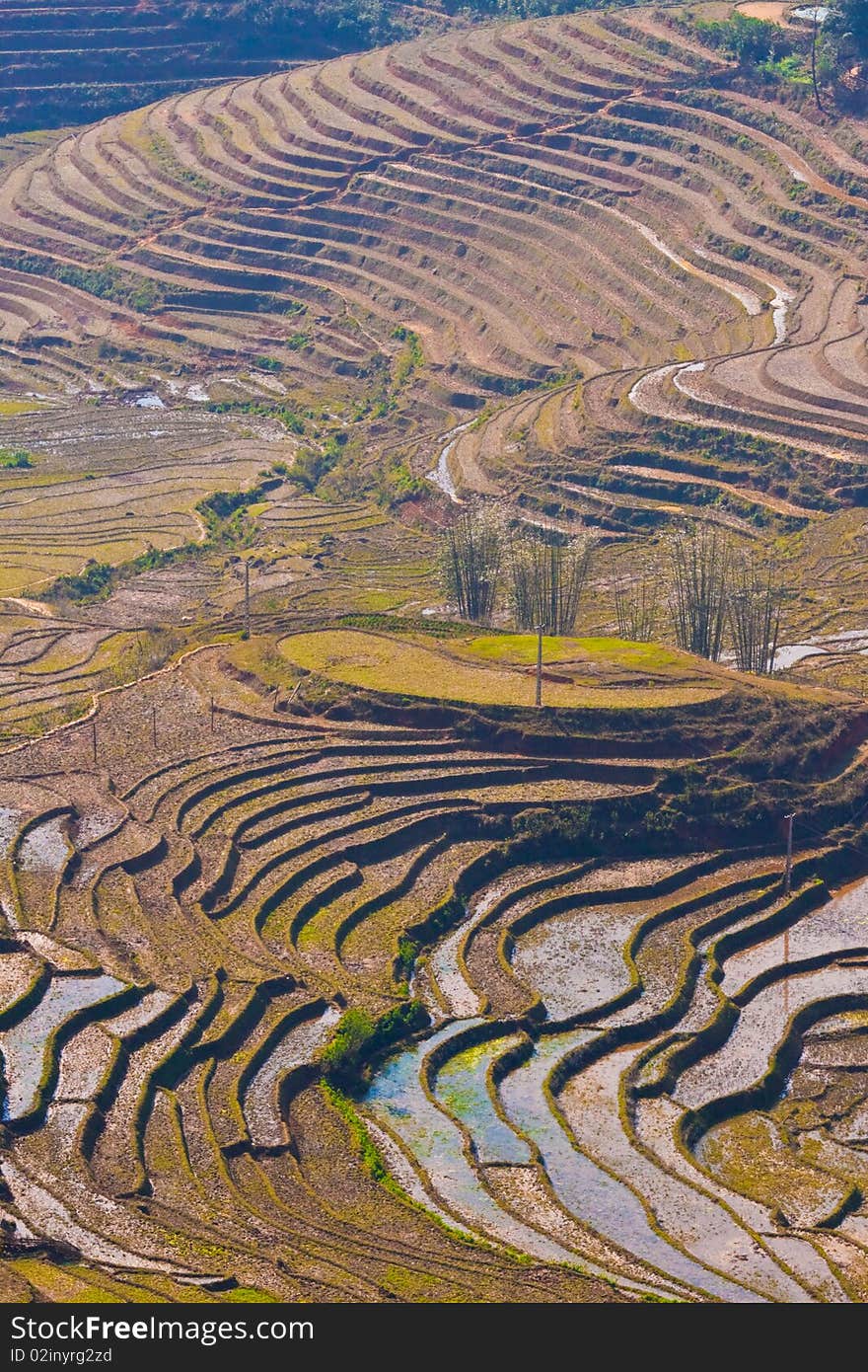 Stairways Rice Fields