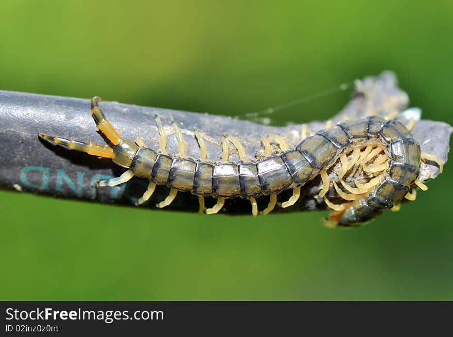 Creepy looking centipede hanging out in the backyard