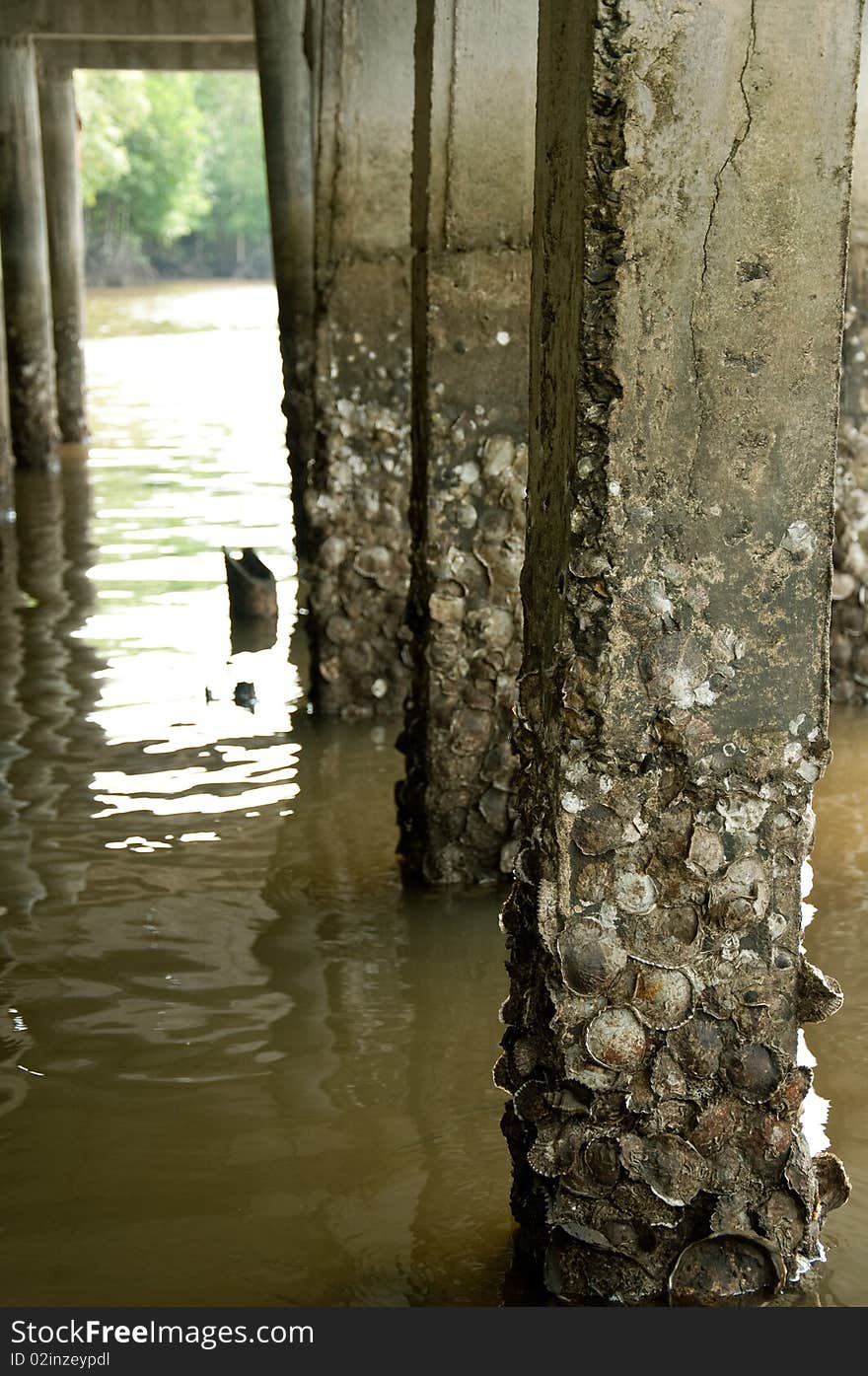 Fossil shell on bollard in the sea