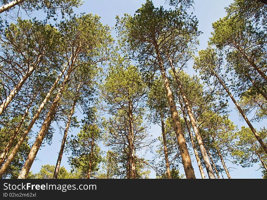 Tops of pines in the blue sky