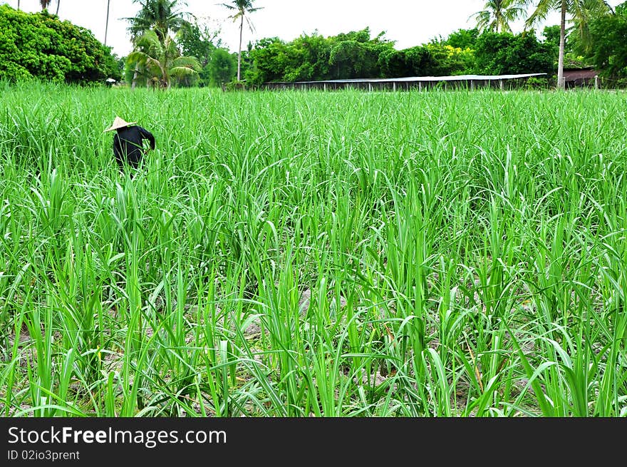 The field of growing up sugar cane and farmer. The field of growing up sugar cane and farmer.