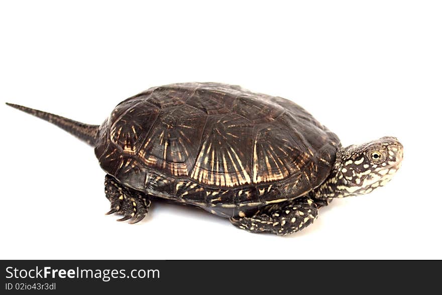 Turtle on a white background