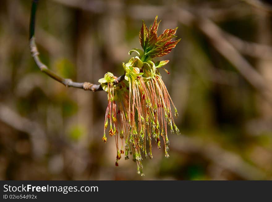 Leaves are dismissed on a branch. Close up. Leaves are dismissed on a branch. Close up