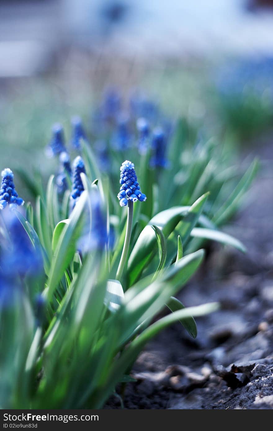 Spring young blue flowers on green stems