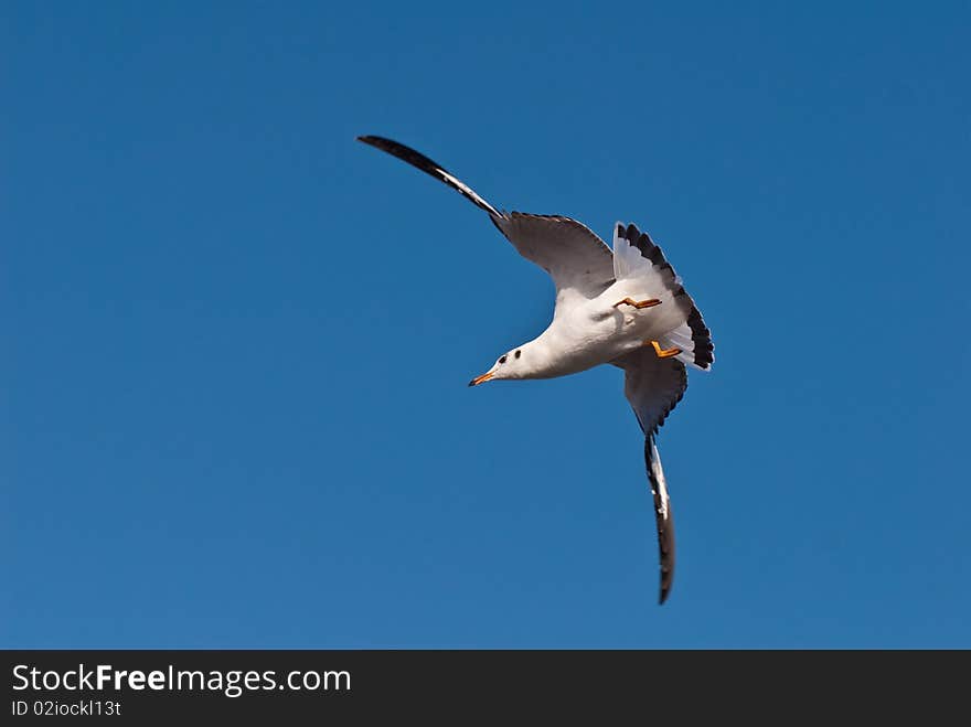 Flying seagull