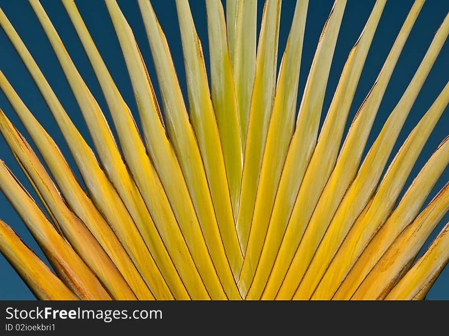 Yellow texture of tree on blue background