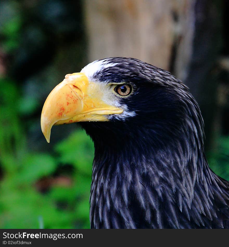 Steller s Sea Eagle