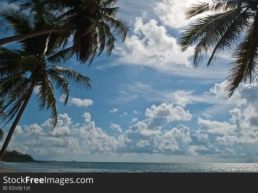 Coconut under blue sky and white clouds