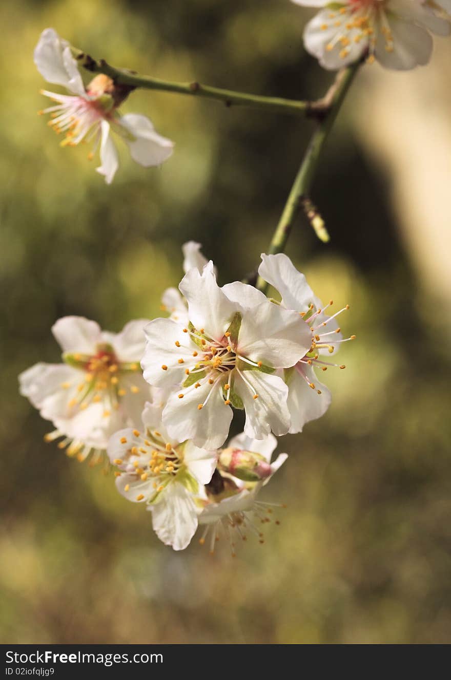 Close up of branch cherry flowers blossom