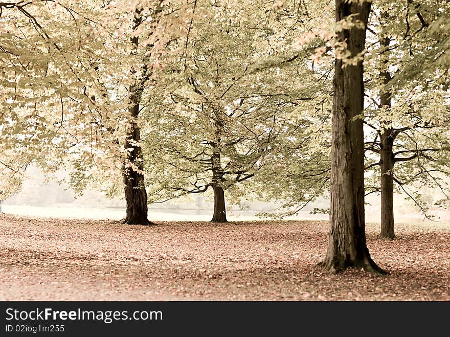 Autumnal trees