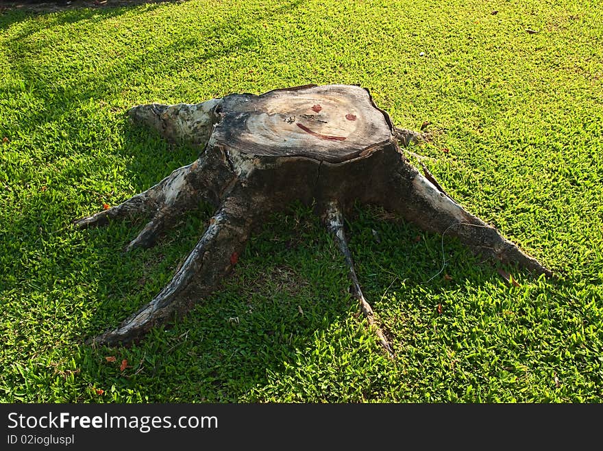 Smile on old stump in the park. Smile on old stump in the park