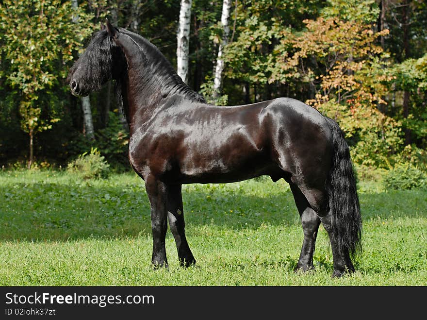 Black Friesian Horse