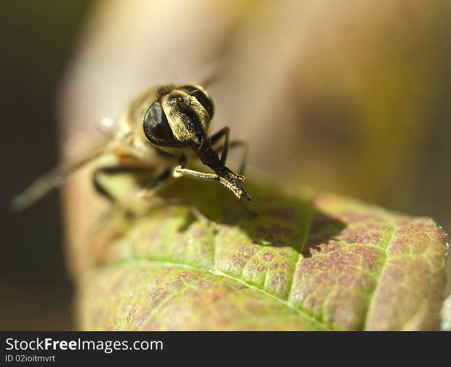 Honeybee On A Leaf