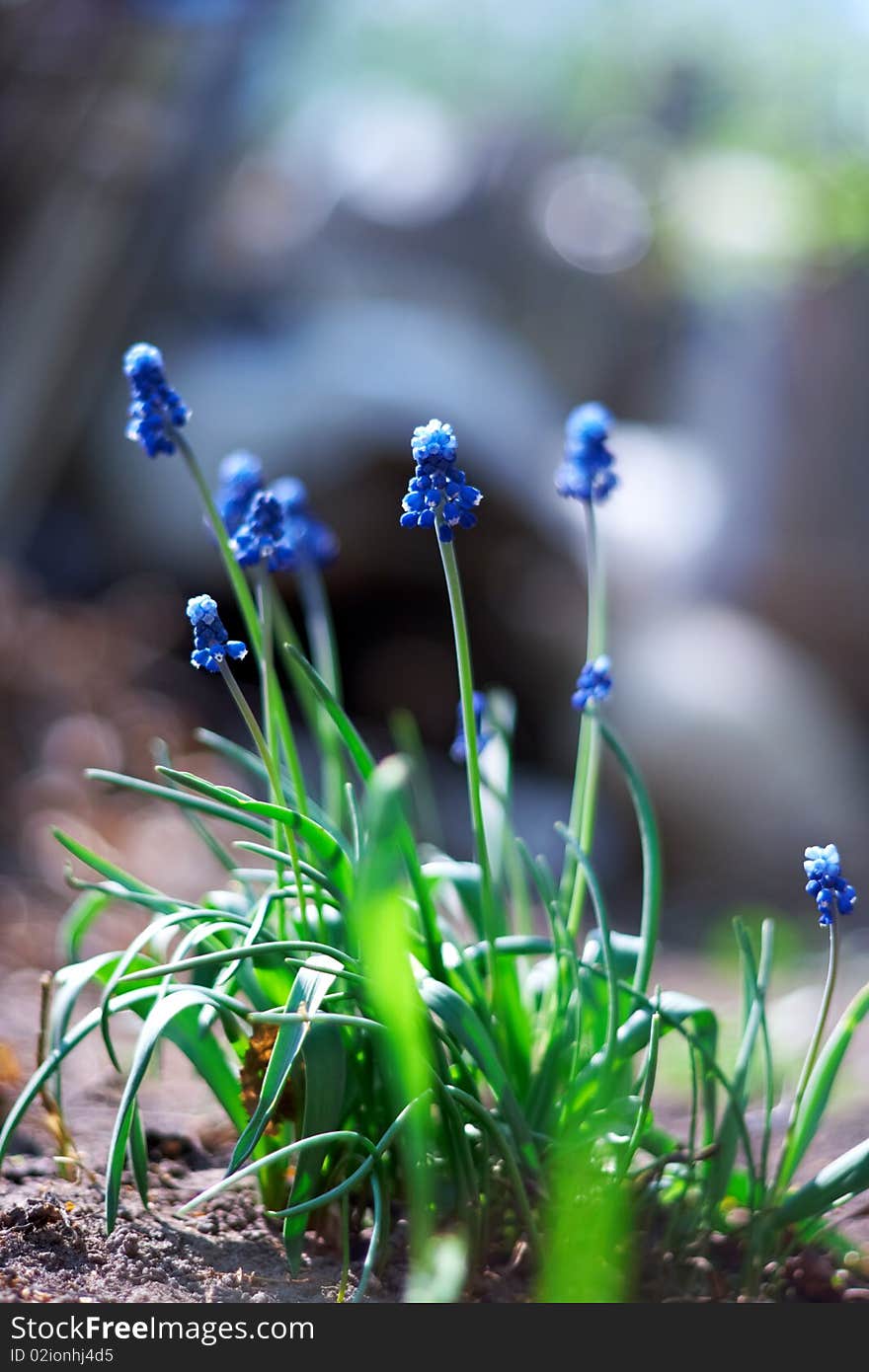 Spring young blue flowers