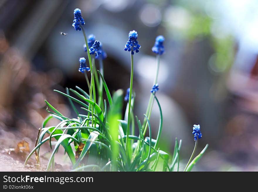 Spring young blue flowers on green stems