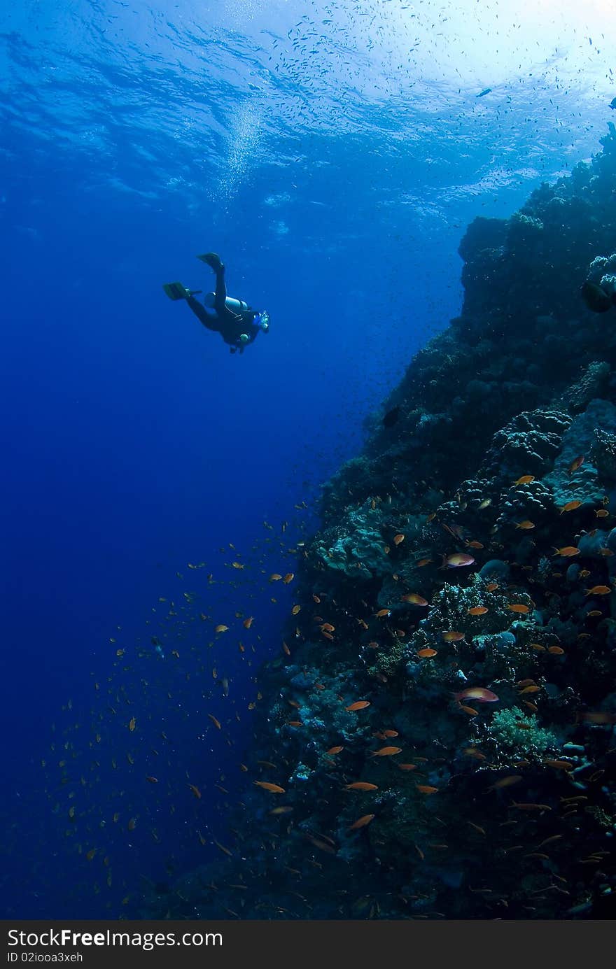 Diver in front of a reef in egypt with fishes