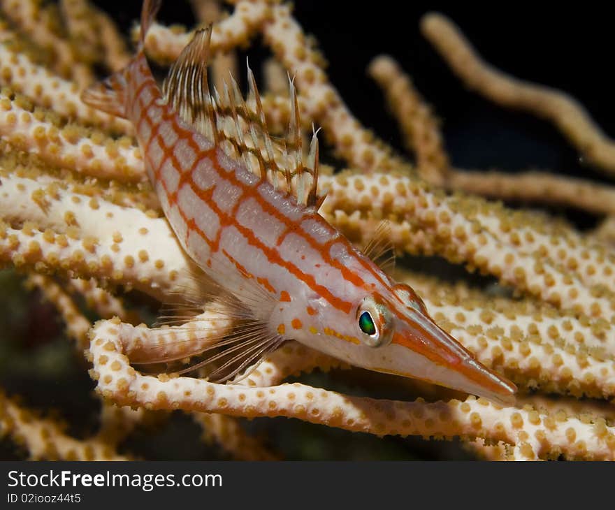 Hawkfish on a coral in egypt. Hawkfish on a coral in egypt