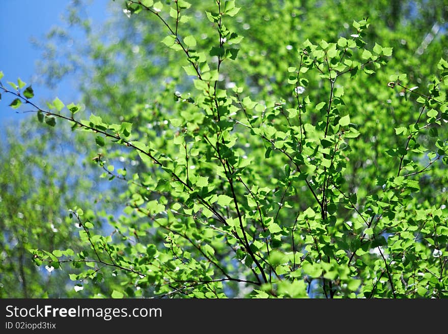 Fresh young leaves of green against the sky