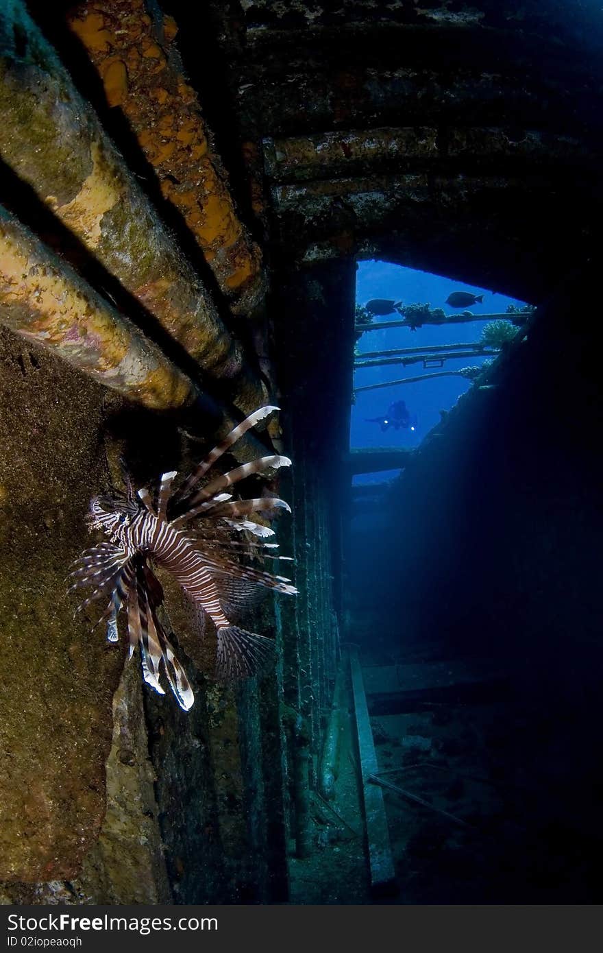 Lionfish at salem express