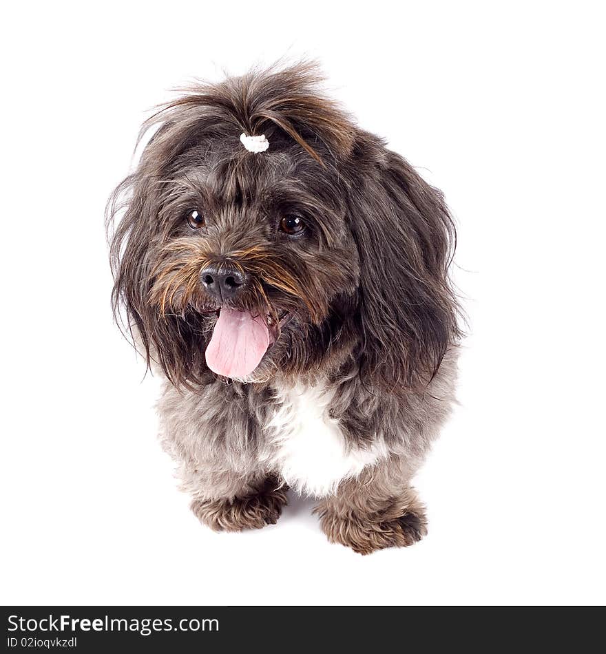 Black bichon standing on a white background with mouth open. Black bichon standing on a white background with mouth open