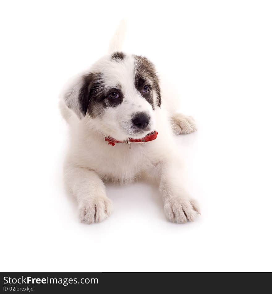 Picture of a seated puppy over white background