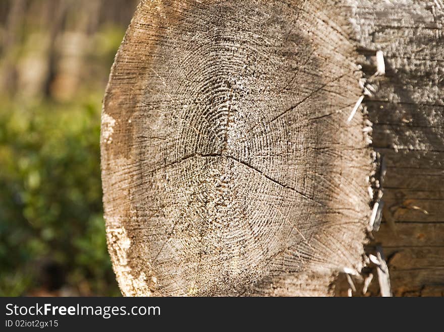 Trunk of the big tree in a cut. Trunk of the big tree in a cut