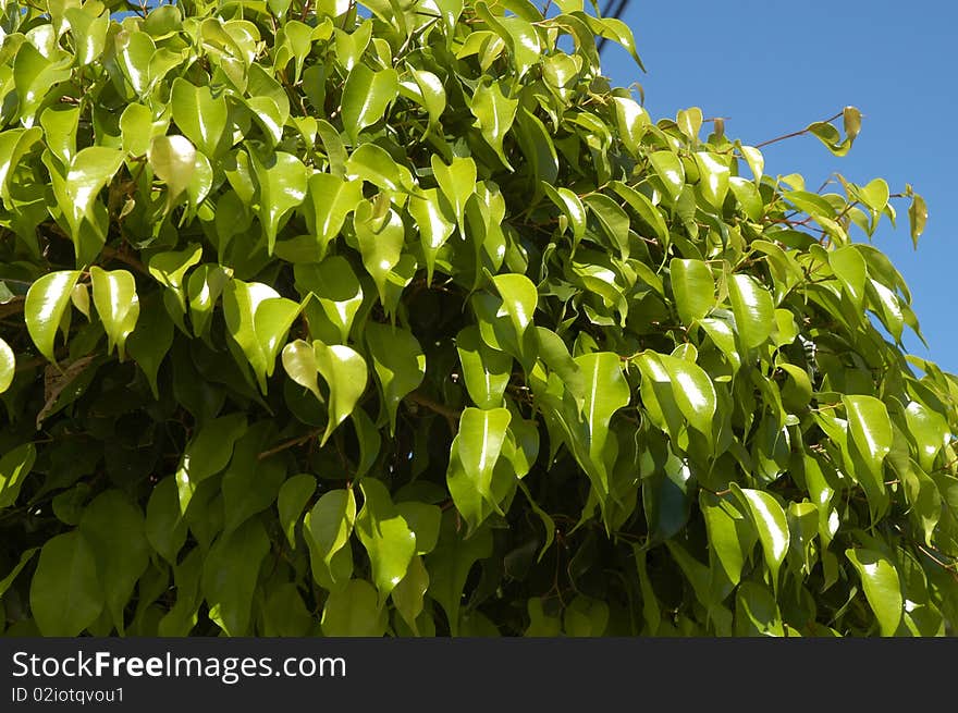 Detail of green plants in Mexico