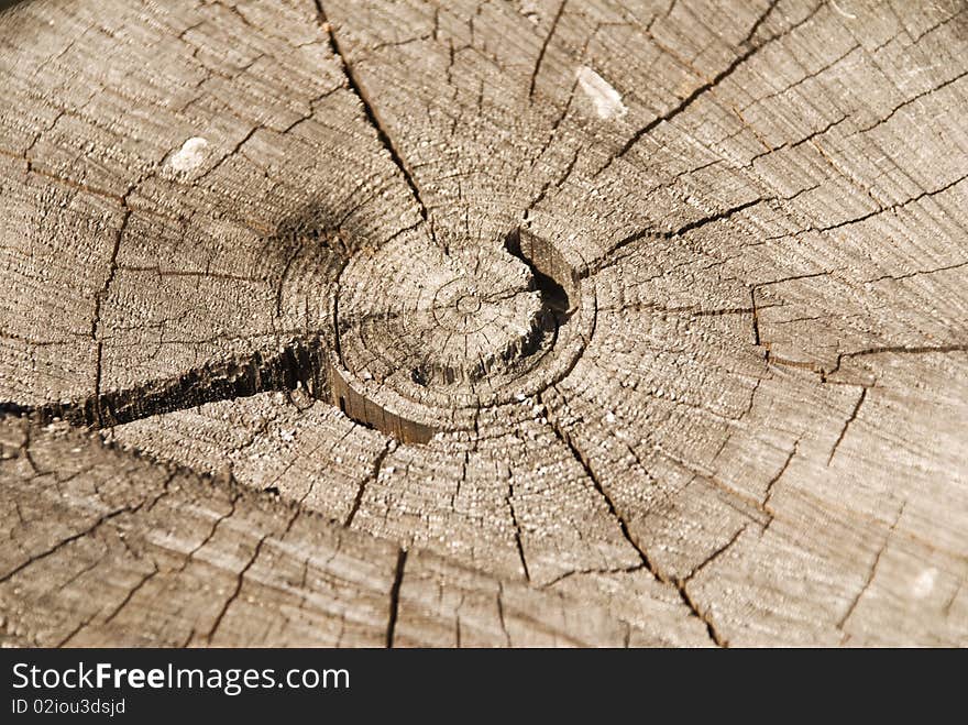 Trunk of the big tree in a cut. Trunk of the big tree in a cut