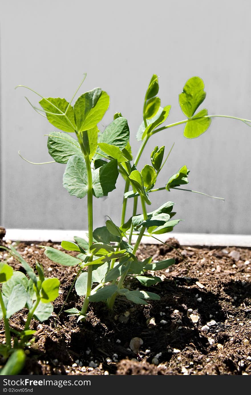 A young sugar pea plant growing toward the sun and just about to bear some beans. A young sugar pea plant growing toward the sun and just about to bear some beans.