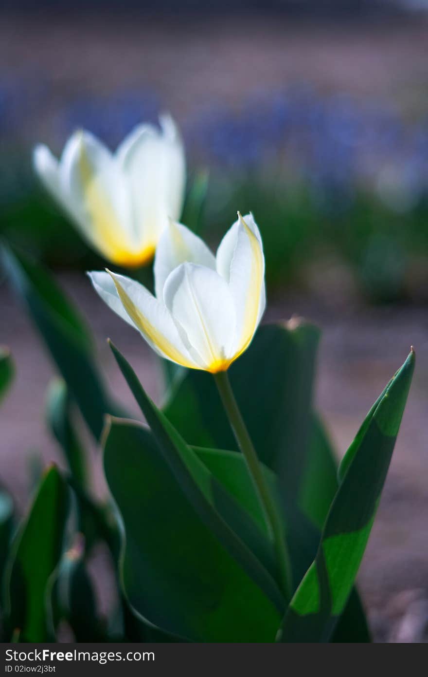 White spring a young tulip with green leaves