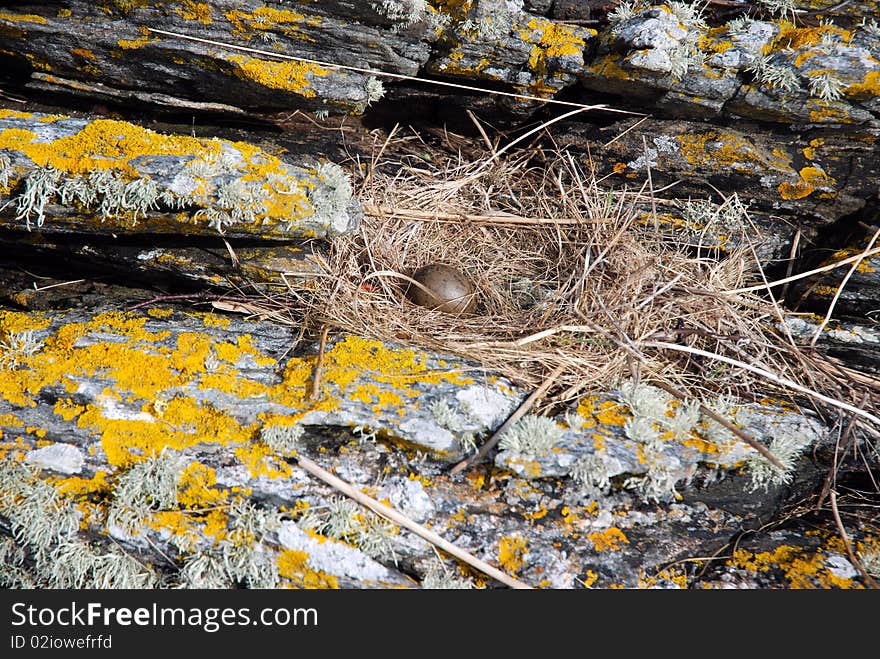 Seabirds Nest.