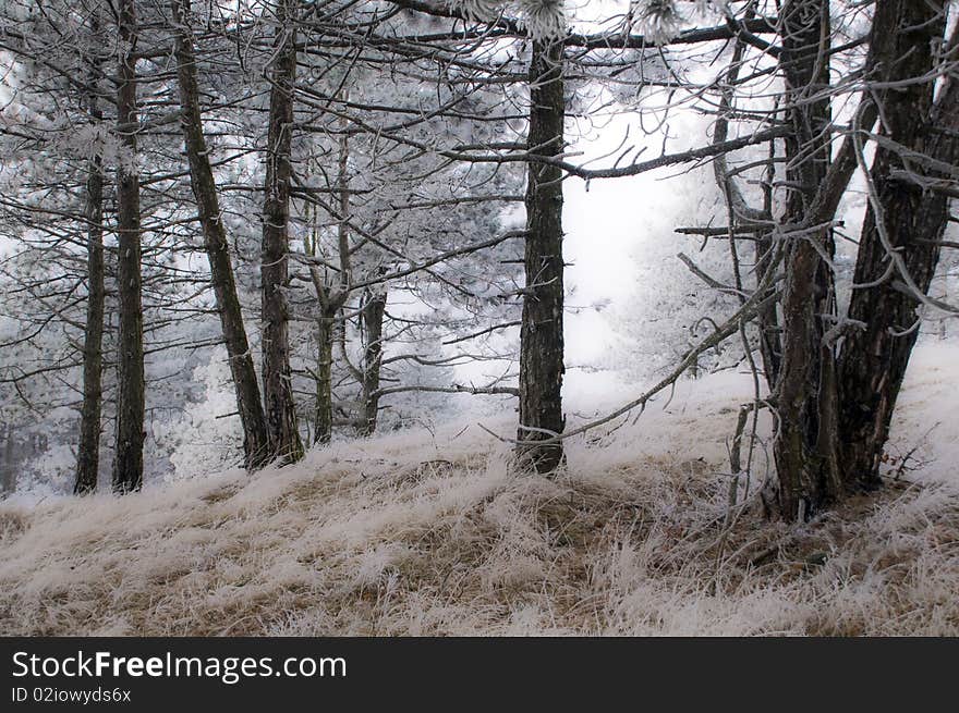 The pines and grass in winter