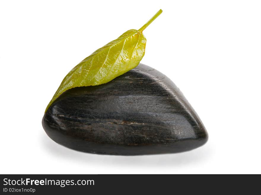 Tree sheet on dark stone isolated in white