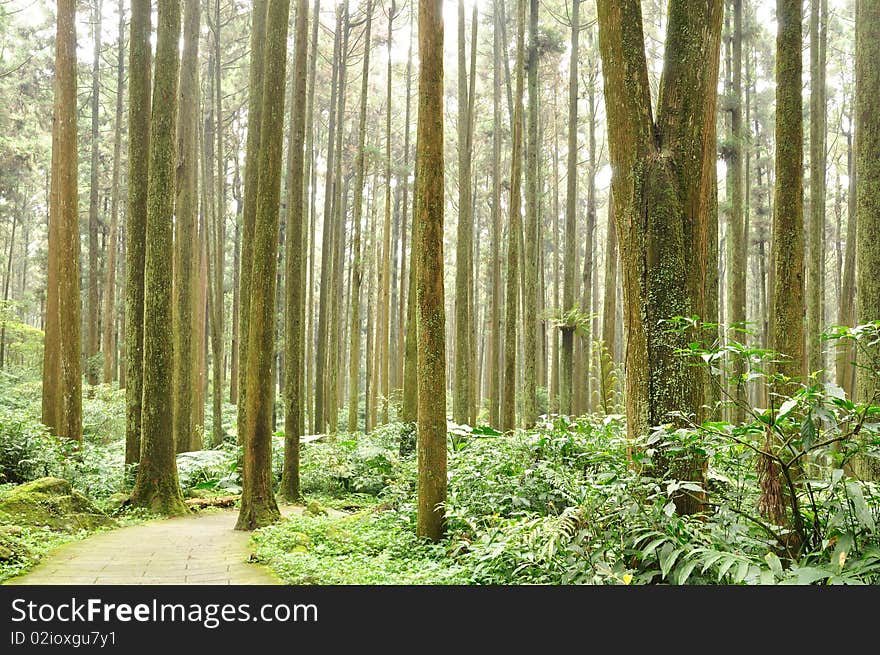 A forest with a hiking path