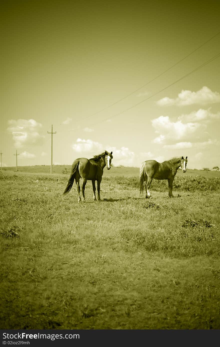 Two lovely horses on a field