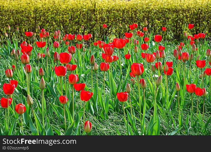 Red Tulips