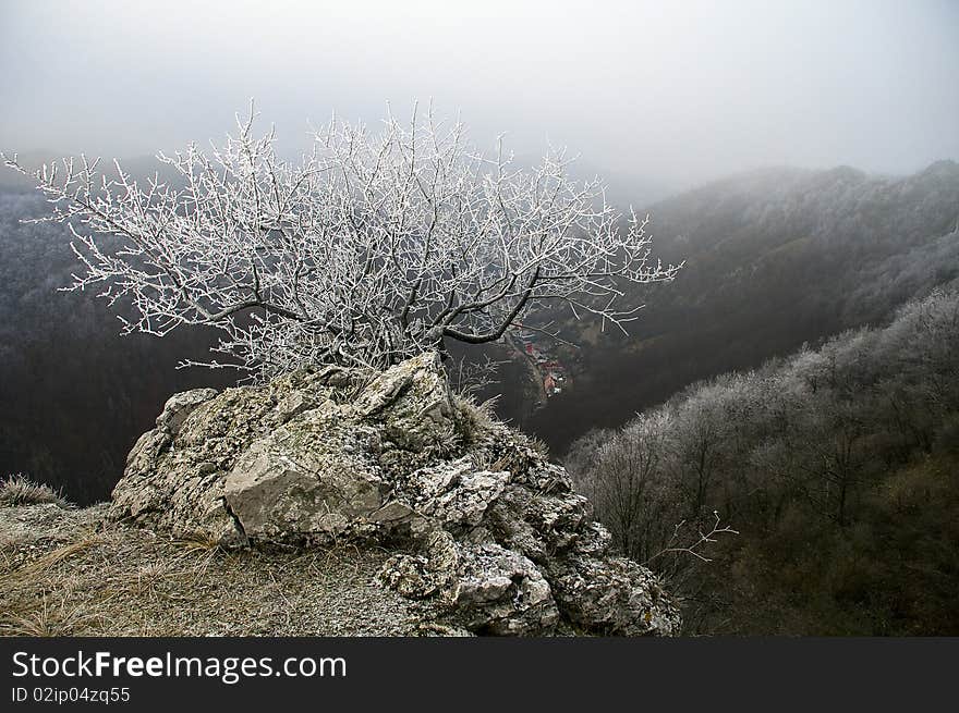 Cold Tree