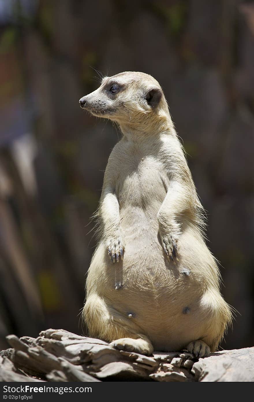 Meerkat sit on the ground in Thailand zoo.