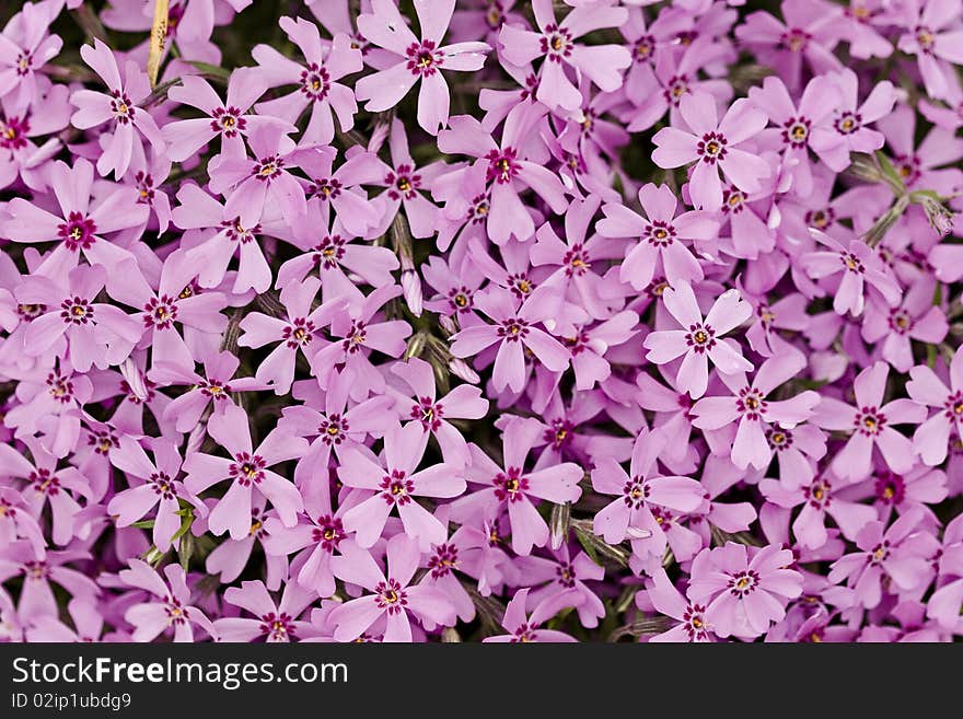 Flowers in the garden, phlox in full frame