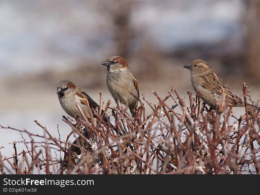 Three sparrows on the brushwood, city birds, observers