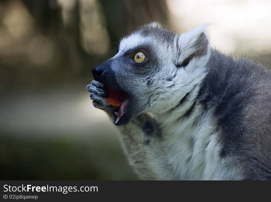 Lemur catta