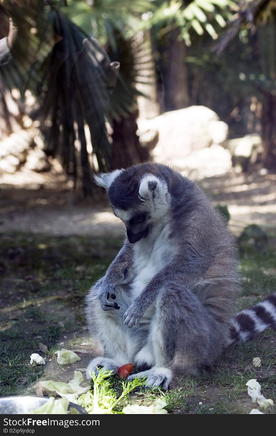 Primate mammal lemur i donkey  live in madacascar