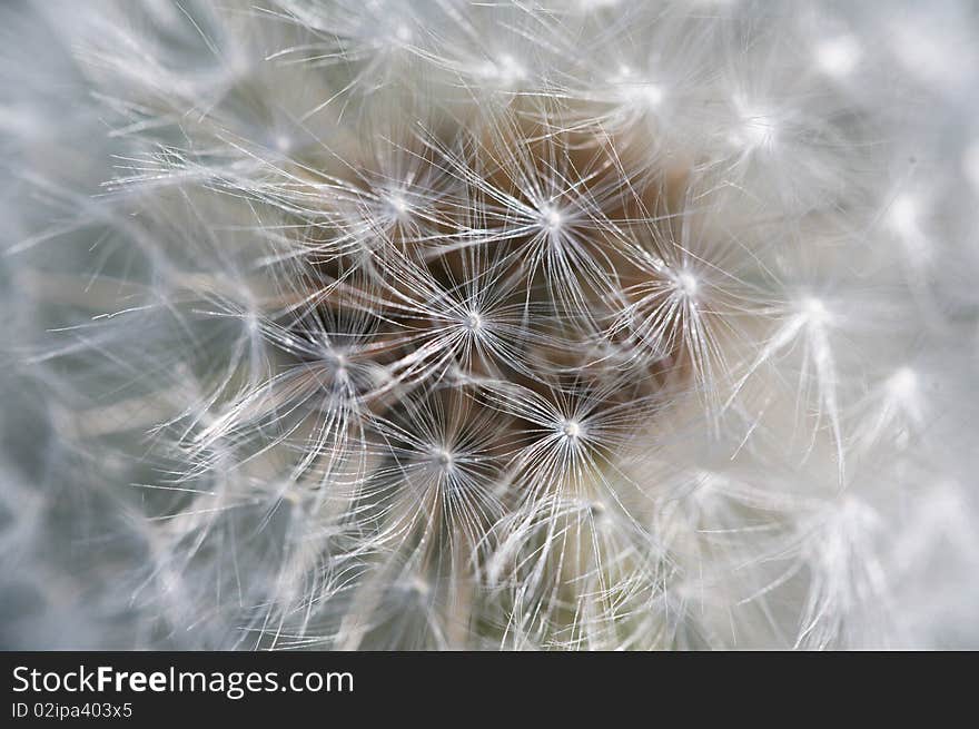 Fluffy bright dandelion close up. Fluffy bright dandelion close up