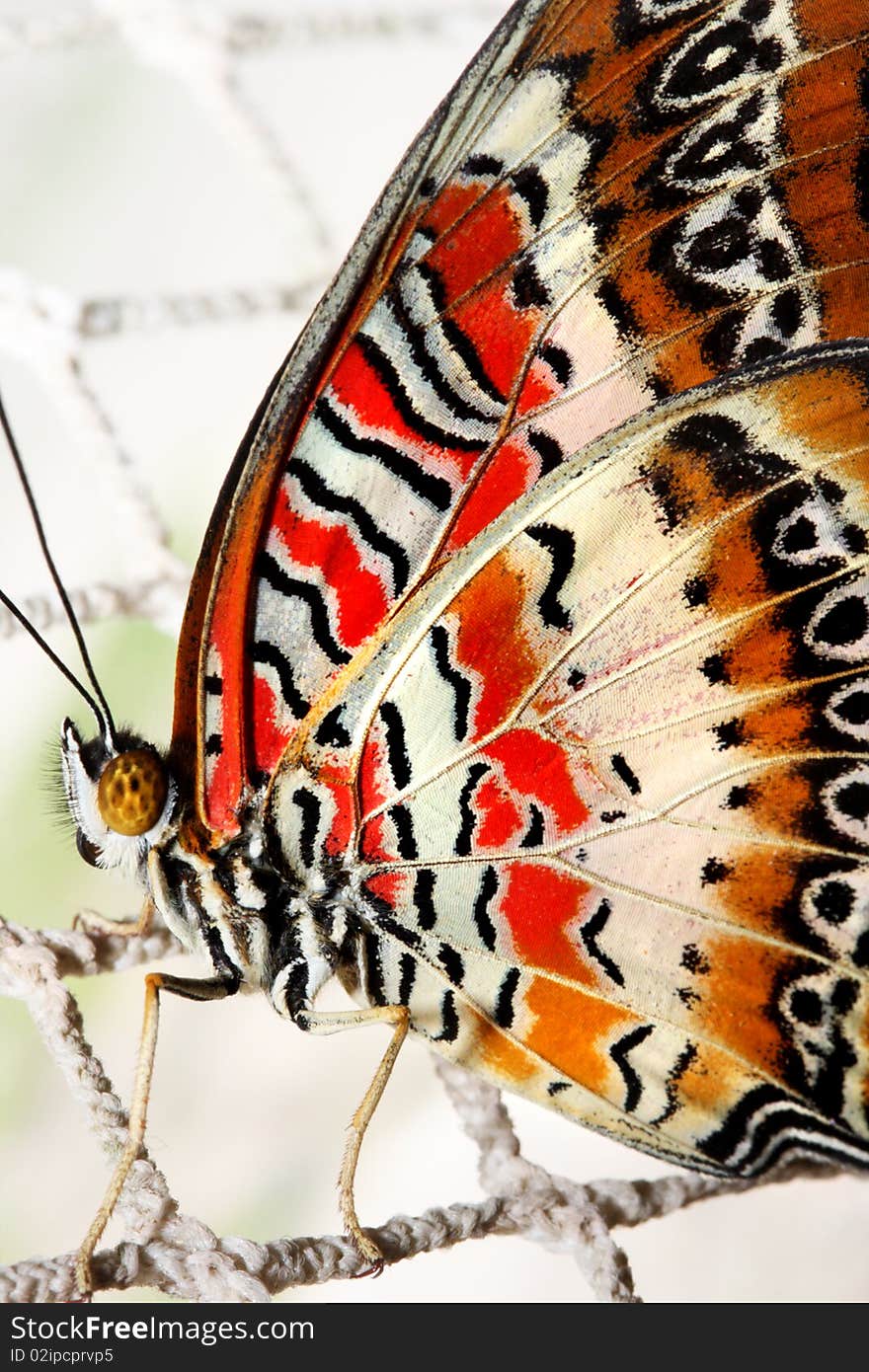 Tropical butterfly on the net. Tropical butterfly on the net