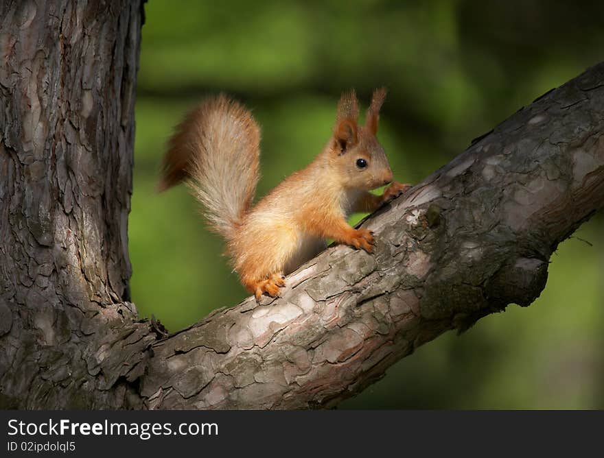 Squirrel on the tree